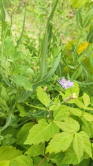 Lactuca tatarica