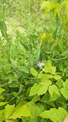 Lactuca tatarica