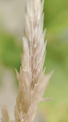 Koeleria