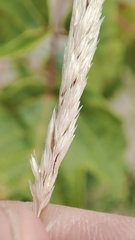 Koeleria