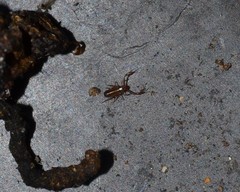 Pseudoscorpiones