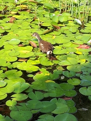 Gallinula chloropus