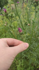 Carduus crispus