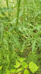 Carduus crispus