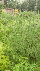 Carduus crispus