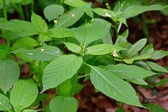 Impatiens parviflora