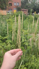 Calamagrostis epigejos