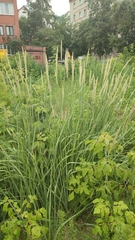 Calamagrostis epigejos