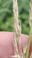 Calamagrostis epigejos