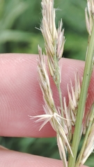 Calamagrostis epigejos