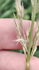 Calamagrostis epigejos