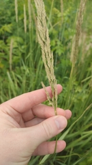 Calamagrostis epigejos