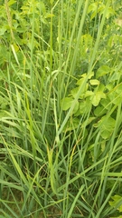 Calamagrostis epigejos