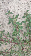 Oxybasis glauca