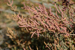 Arthrocaulon macrostachyum