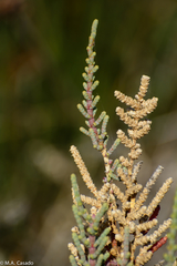 Arthrocaulon macrostachyum