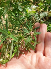 Pimelea tomentosa