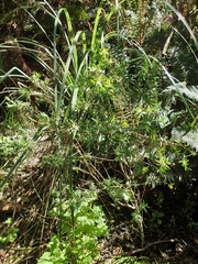 Pimelea tomentosa