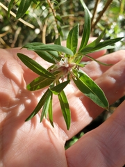 Pimelea tomentosa