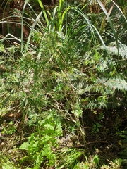 Pimelea tomentosa