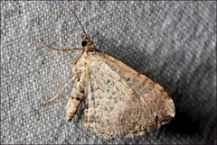 Epyaxa subidaria