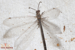 Creoleon lugdunensis