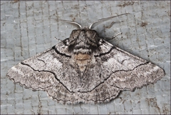 Hypobapta diffundens