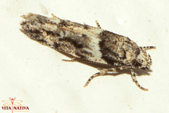 Recurvaria nanella