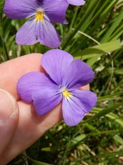 Bracteolatae