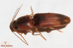 Aeolus melliculus
