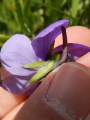 Bracteolatae