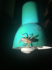Nesoecia