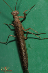 Perlamantis alliberti