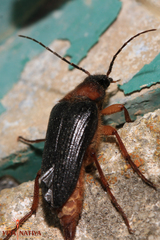 Cebrio