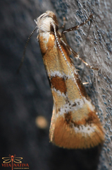 Epicallima mercedella