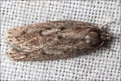 Syncometes vilis