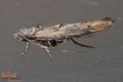 Zelleria oleastrella