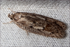 Syncometes vilis