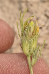 Cordylanthus ramosus