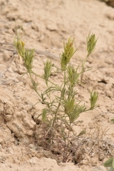 Cordylanthus ramosus