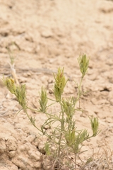 Cordylanthus ramosus