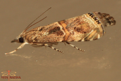 Euchromius cambridgei