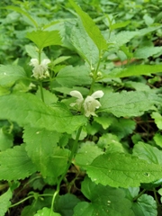Lamium album