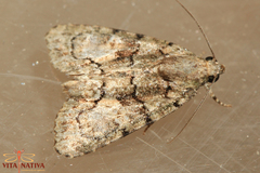 Bryophilinae