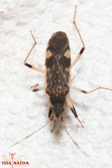 Dieuches armatipes