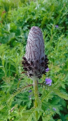 Pedicularis atropurpurea