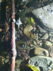 Dytiscus marginalis