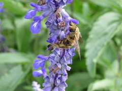 Xylocopa strandi