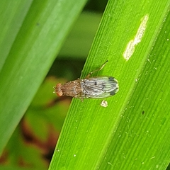 Suillia variegata