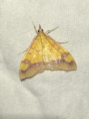 Pyrausta perrubralis